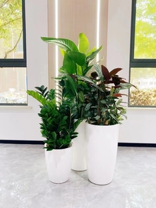 专业绿化养护,杭州湾的绿色守护者